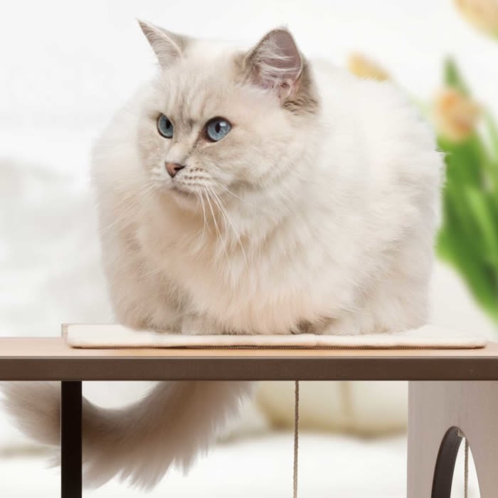 Vesper Box Large Walnut Rascador Para Gatos