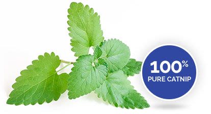 Xtreme Catnip Hierba Gatera Spray 118Ml Xtreme Catnip Hierba Gatera Spray 118Ml