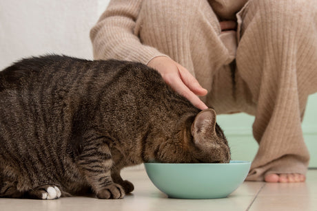 Mejores Marcas De Alimentos Para Gatos 2025