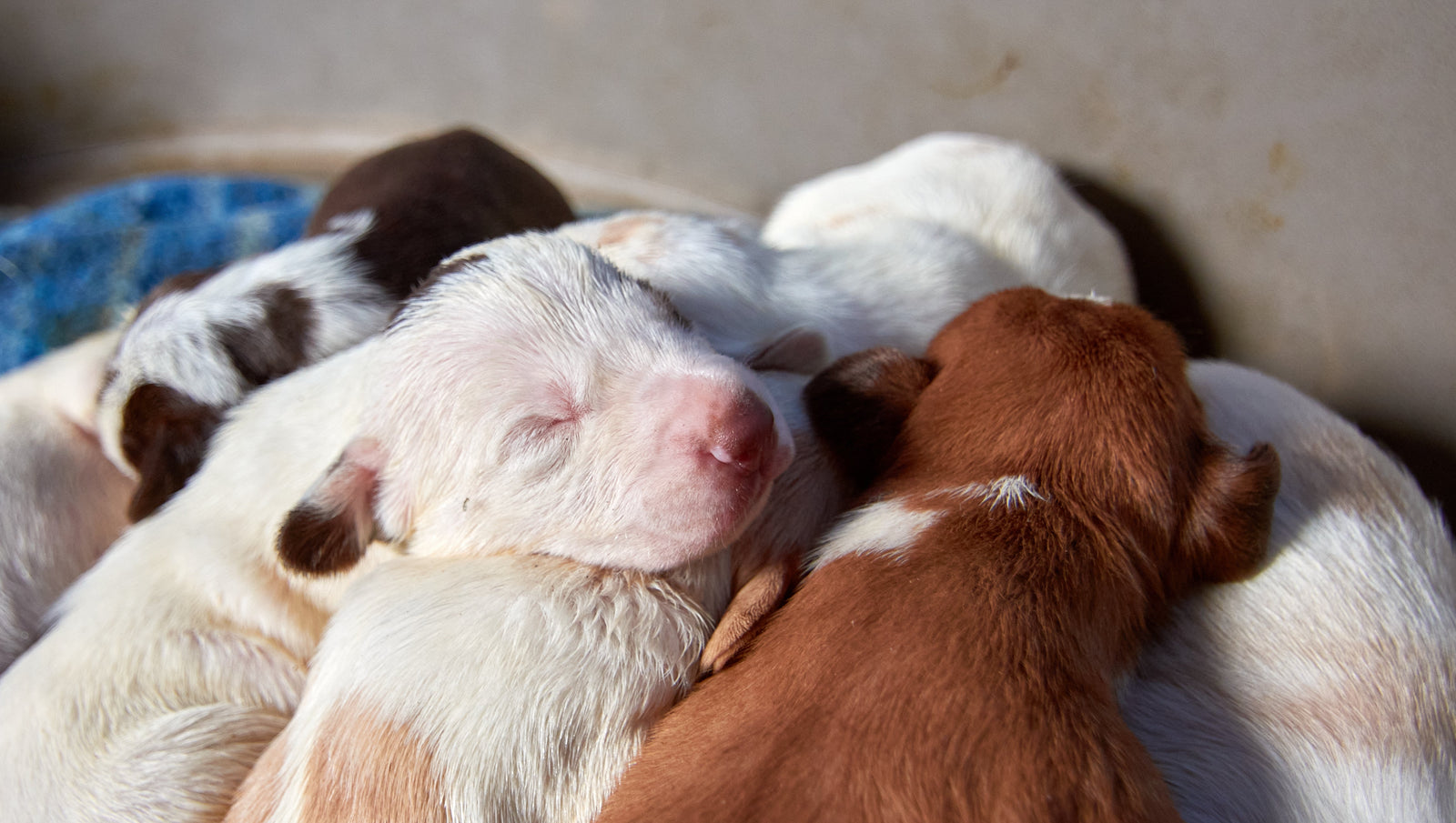 ¿Qué tipo de leche puedo dar a un cachorro recién nacido?