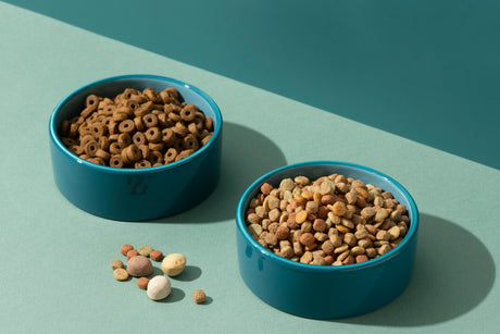 Guía Alimentación Informativa Para Gatos con Enfermedad Renal Crónica 2025