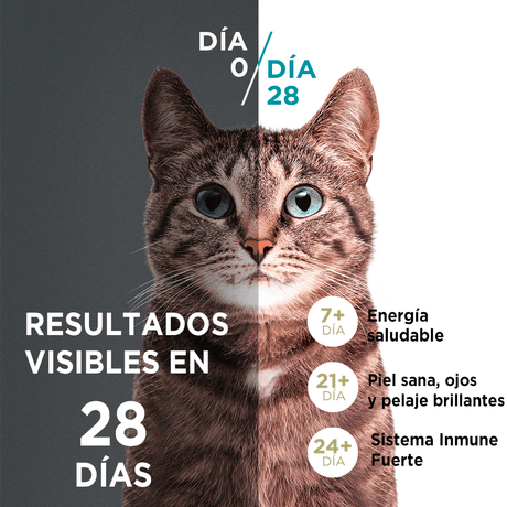 Purina® One® Adulto Pollo Y Salmon 6Kg