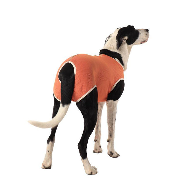  BodyCobre Castración Perros Machos