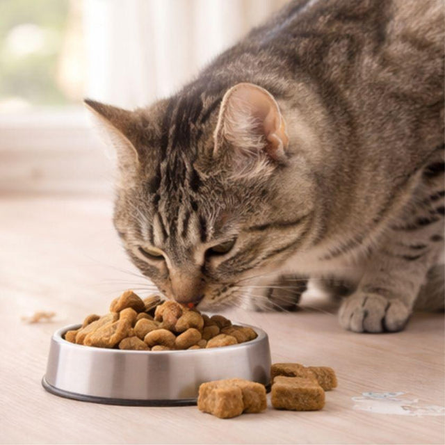  Cats Snack Galletas Rellenas Pack Degustación 4 unidades (200gr c/u)