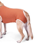  BodyCobre Castración Perros Machos