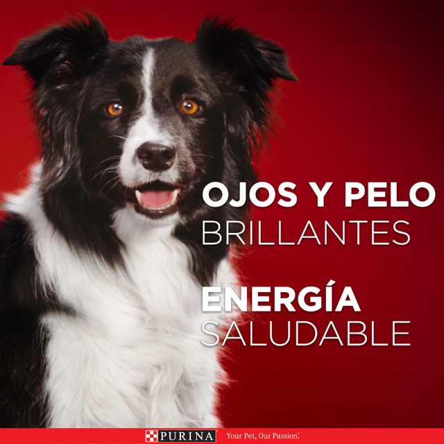 Alimento seco para perro PURINA® ONE® Adulto Mini y Pequeño Pollo y Carne 2kg