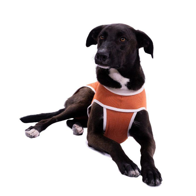  BodyCobre Tradicional Postoperatorio