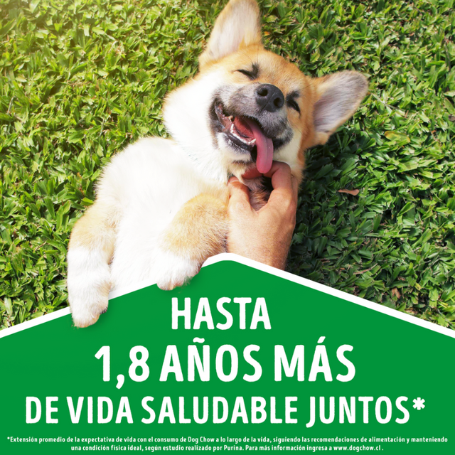  Purina Dog Chow Adultos 7+ Longevidad 8kg