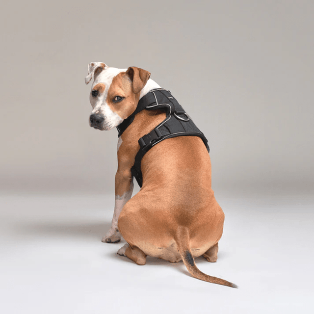  StreetDogs Arnés Comfort Black