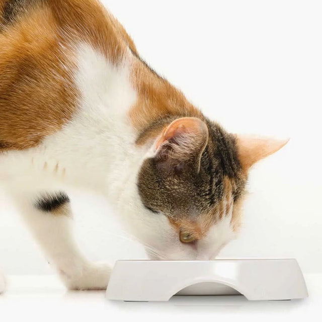 Cat It Plato Acero Inoxidable Con Borde Bajo Color Blanco