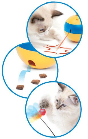  Cat It Play Tumbler Bee
