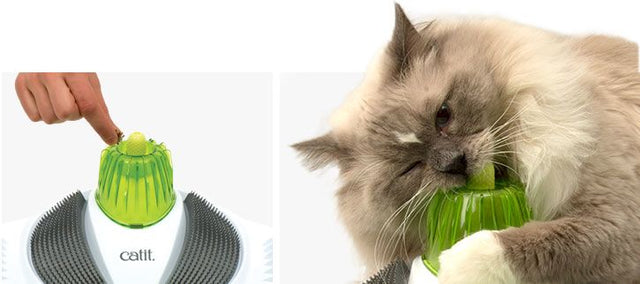  Cat It Senses 2 0 Wellness Center