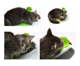  Cat It Senses 2 0 Wellness Center