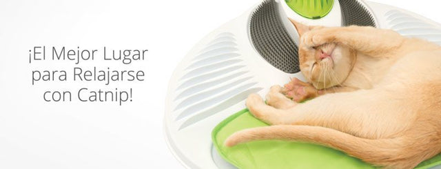  Cat It Senses 2 0 Wellness Center