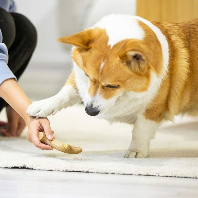  Gigwi Wooden Antler Juguete Masticable Para Perros