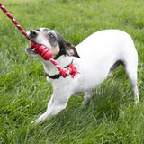  Kong Dental With Rope Small