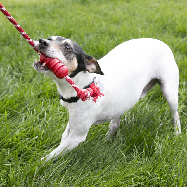  Kong Dental With Rope Small