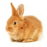  Mazuri Conejo Rabbit Diet 1Kg