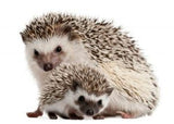 Mazuri Erizo De Tierra Hedgehog Diet 1 5Kg