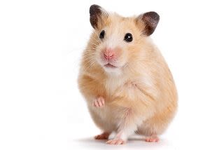  Mazuri Hamster Gerbil Diet 350Gr