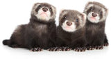  Mazuri Huron Ferret Diet 2 26Kg