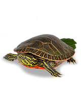  Mazuri Tortuga Acuatica Turtle Diet 340Gr