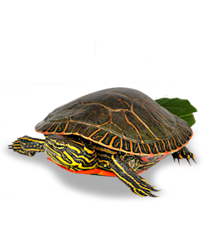  Mazuri Tortuga Acuatica Turtle Diet 340Gr