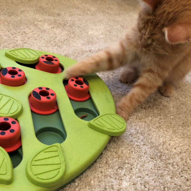 Nina Ottosson Puzzle Buggin Out Nivel 2 Juguete Para Gatos