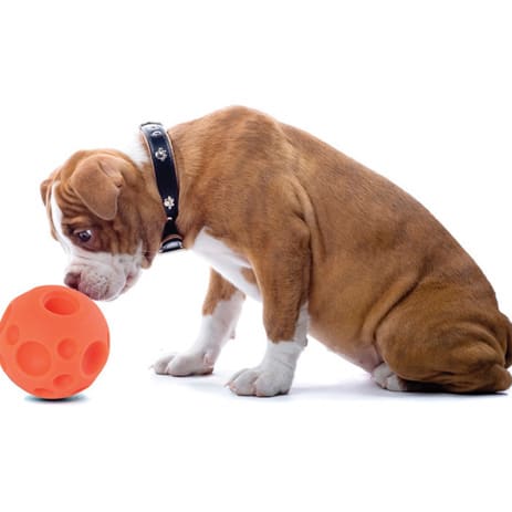  Omega Paw Pelota Para Golosinas Small