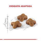  Royal Canin Kitten 1 5Kg
