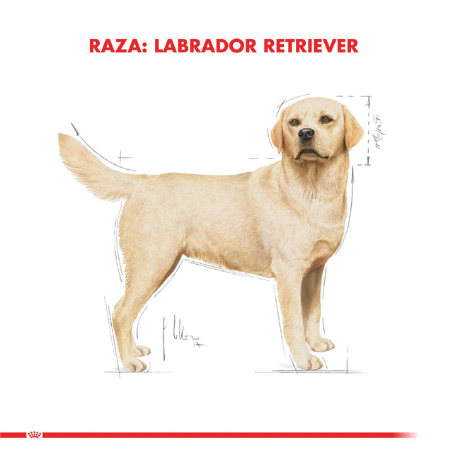  Royal Canin Labrador Retriever Adulto 12Kg