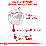 Royal Canin Medium Adulto 15Kg